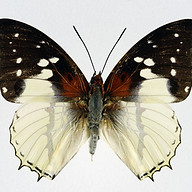 www.semulikibutterflies.com