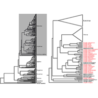 vertebrate-zoology.arphahub.com