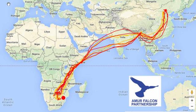 amur-migration-route.jpg