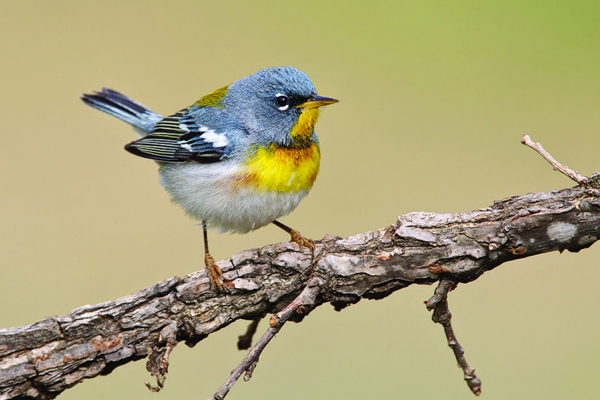 Northern-Parula_D4_14911.jpg