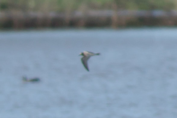 buff-breasted-sandpiper-1_orig.jpg