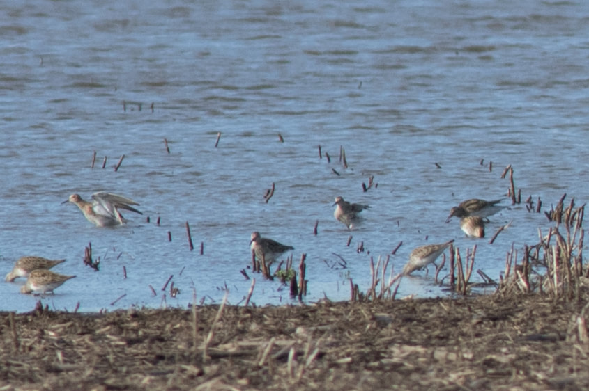 buff-breasted-sandpiper-4_orig.jpg