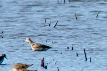 buff-breasted-sandpiper-5_orig.jpg