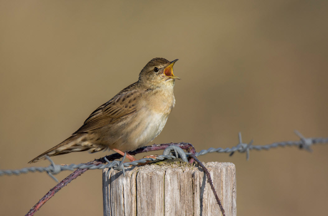 www.british-birdsongs.uk