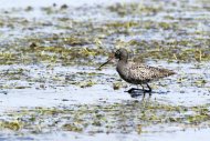 000625-spotted_redshank-harding.jpg