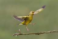 005041-greenfinch-fellowes_med_0.jpg