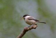 005092-willow_tit-fellowes.jpg