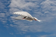 006046-arctic_tern-moore_2.jpg