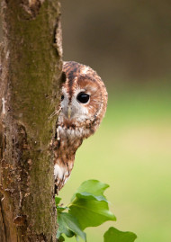 006556-tawny_owl-stockdale.jpg