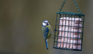 006683-blue-tit-paul-newton.jpg