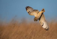 008854-short-eared-owl-andy-howe.jpg