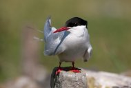 arctic_tern_on_post_resize_5.jpg