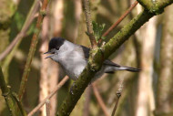 blackcap-dunn.jpg