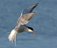 commontern_jillpakenham.jpg