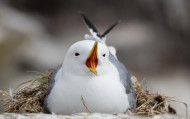 kittiwake-2019-b49-philip-croft-5416_original.jpg