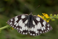 marbled-white-2019-b37-liz-cutting-4106_7_original.jpg