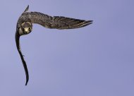 peregrine_2_bto.jpg