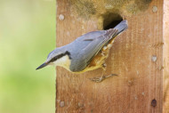 resize_nutha_008_e_flip_on_nestbox_edmund_fellowes_a.jpg