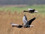 white-fronted_goose_chris_upson.jpg