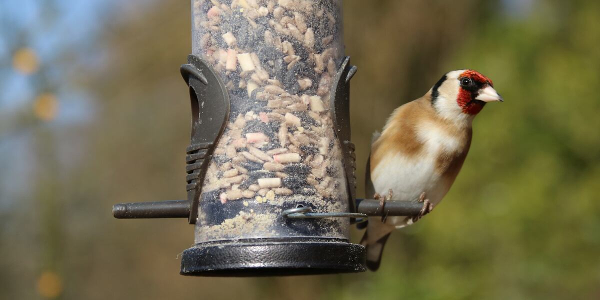 Northeast Ohio Birders, grab your binoculars! 305 million birds on the move Tuesday evening