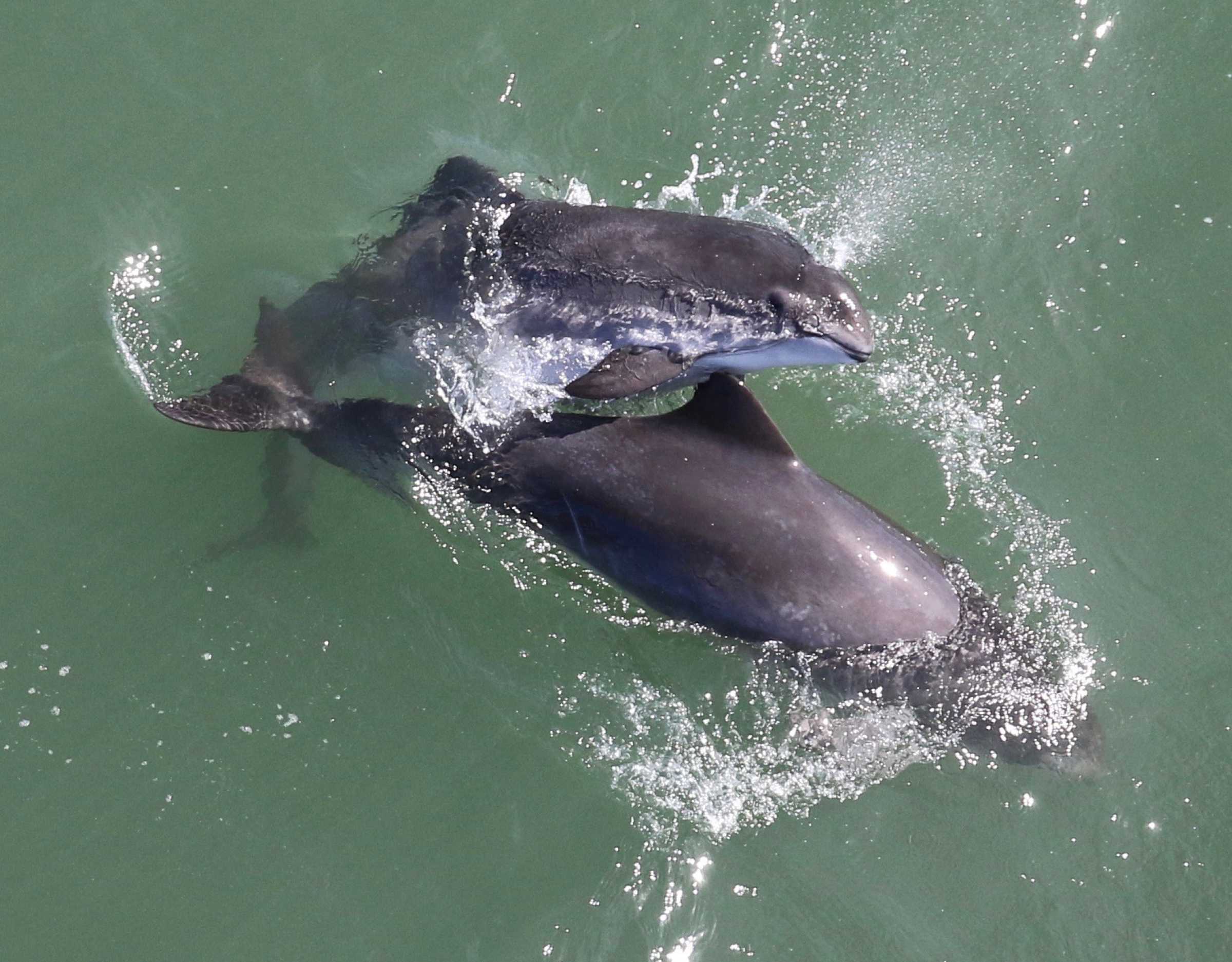 www.marinemammalcenter.org