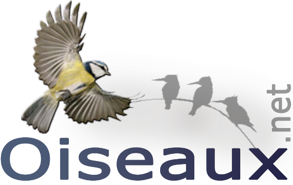 www.oiseaux.net