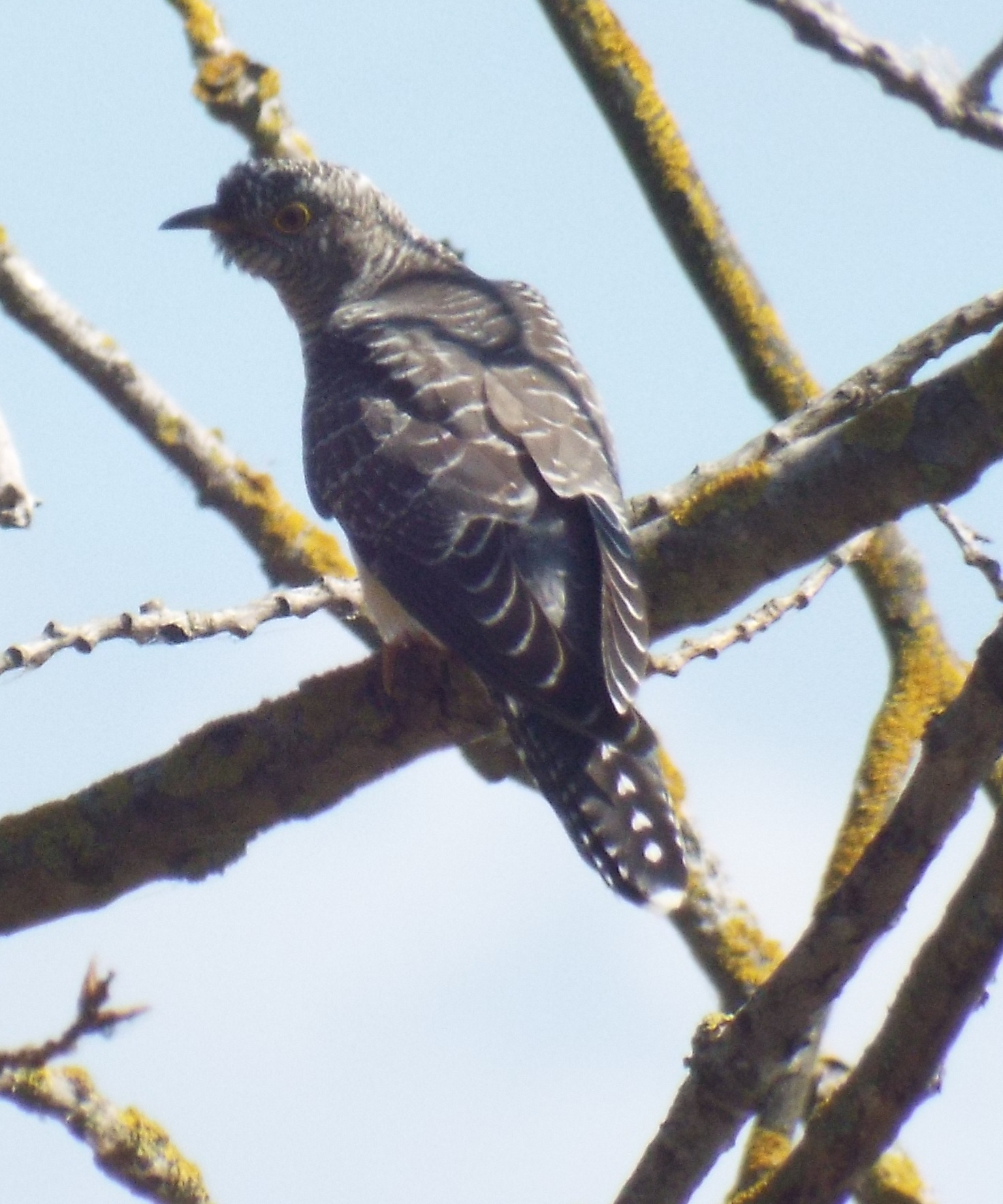 www.shanghaibirding.com