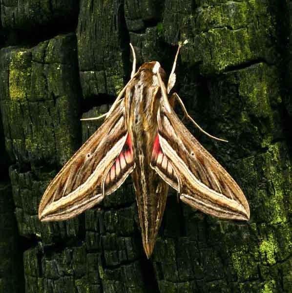 www.ukmoths.org.uk