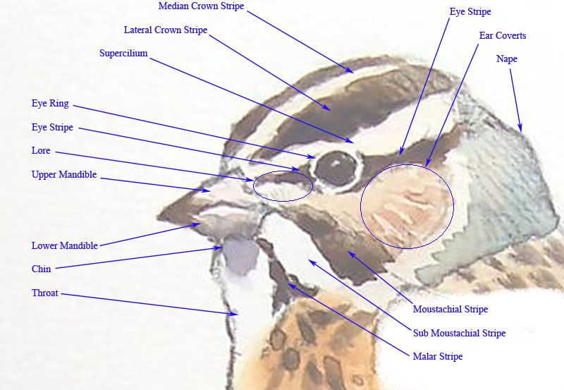 Passerine head 1.jpg