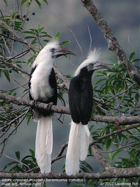 White-crowned Hornbill - BirdForum Opus | BirdForum