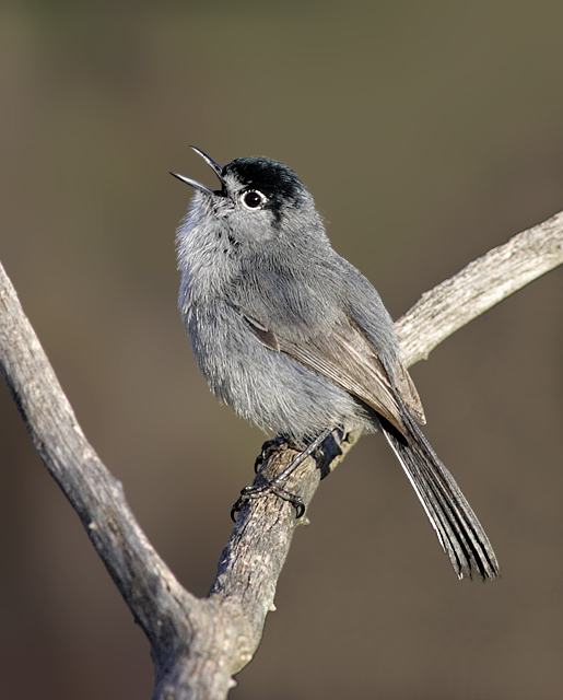 California Gnatcatcher - eBird