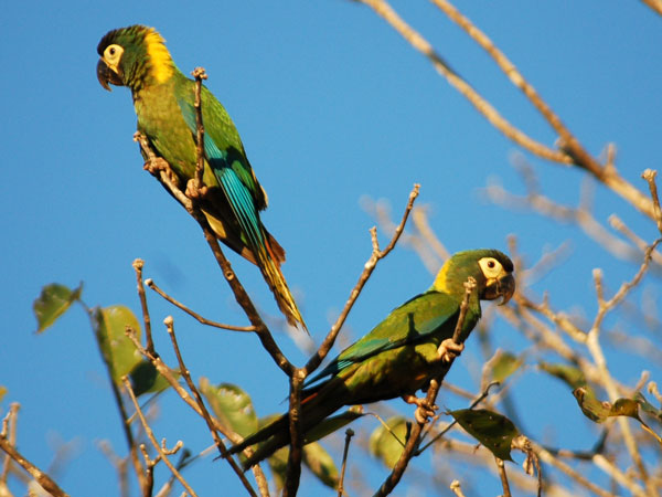 Yellow-collared Macaw - BirdForum Opus | BirdForum