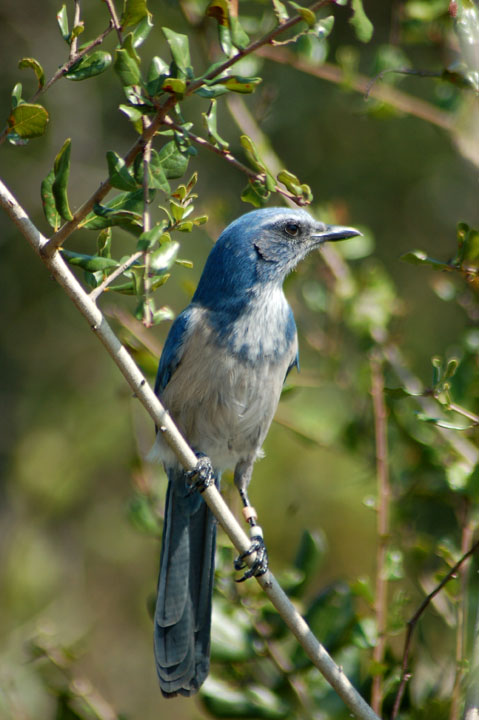 Florida Scrub Jay - BirdForum Opus | BirdForum