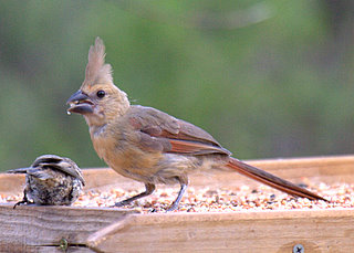 Photo by Larry D Smith - Northern_Cardinal_Juvenile_Female http://www.SouthwestNaturePhotos.com/Larry