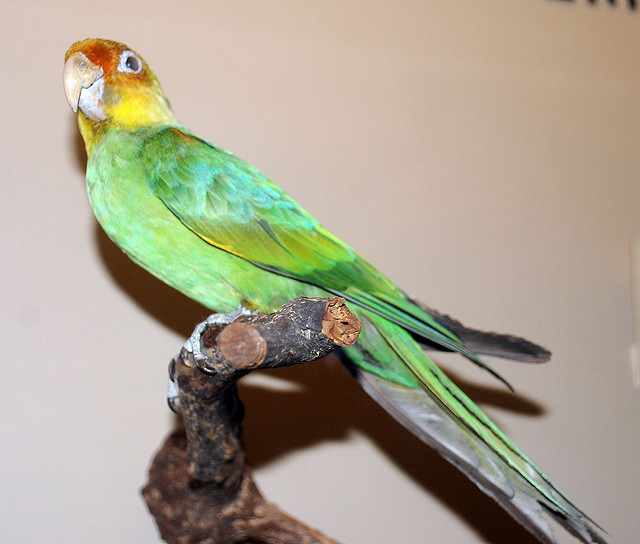 Carolina Parakeet - BirdForum Opus | BirdForum