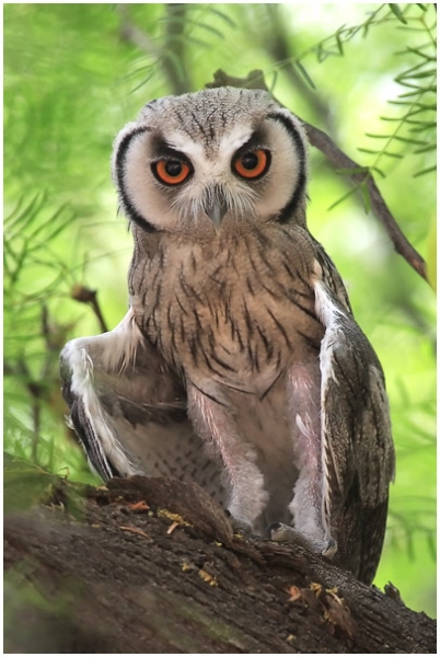 Southern White-faced Owl - BirdForum Opus | BirdForum