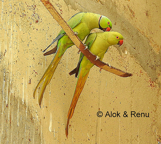 Rose-ringed Parakeet Photograph by Jennifer Robin - Pixels