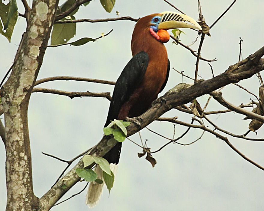 Rufous-necked Hornbill - BirdForum Opus | BirdForum