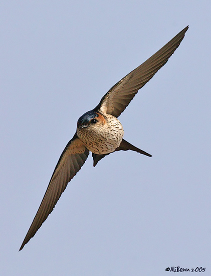 Swallow - Opus BirdForum