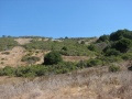 Tilden chaparral.JPG