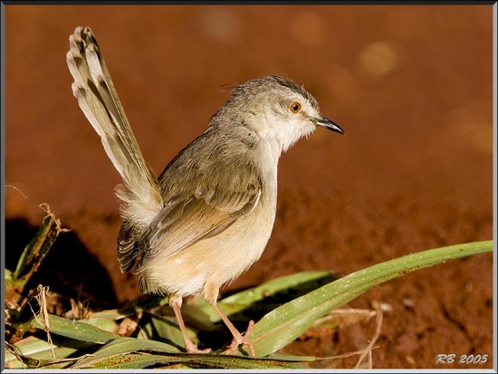 Tawny-flanked prinia - Wikipedia