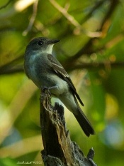 Acadian Flycatcher.jpg