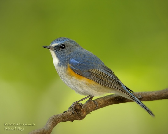 Red-flanked Bluetail - Tarsiger cyanurus - Birds of the World