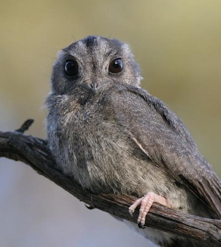 Australian Owlet-nightjar - BirdForum Opus |