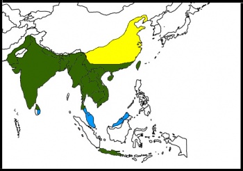 Map-Black Drongo.jpg