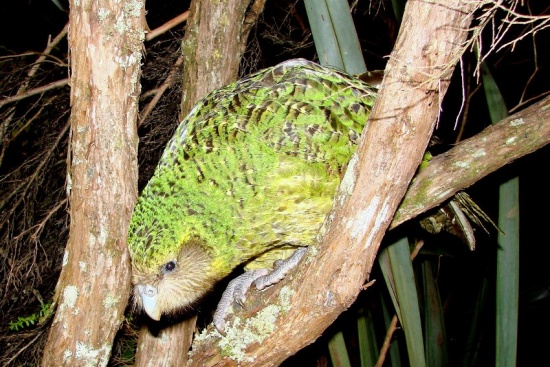 Kakapo - BirdForum Opus | BirdForum