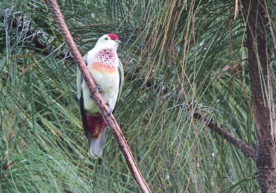 Many-colored Fruit Dove - BirdForum Opus | BirdForum