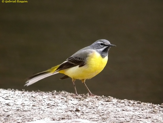 grey wagtail