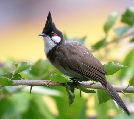 Red-whiskered bulbul - Wikipedia