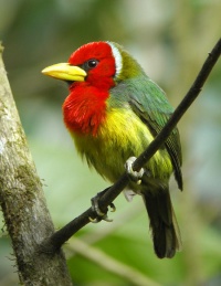 Red-headed Barbet